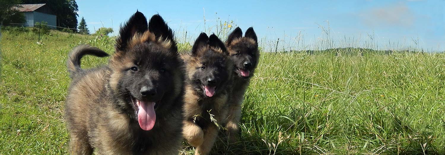 Belgian Tervuren Shepherds